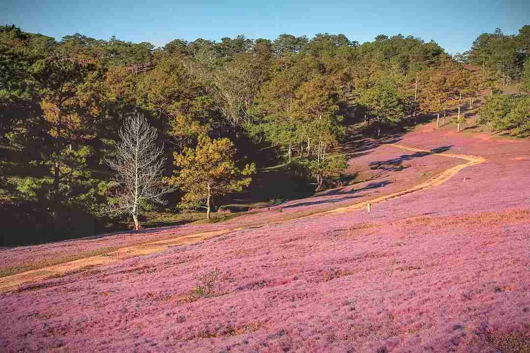 Đồi cỏ hồng tại thung lũng vàng hoặc ở đồi thông đều mang vẻ đẹp e ấp 
